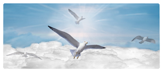 DNSEMP-L-101-BL Journey Home Clouds Birds Blue